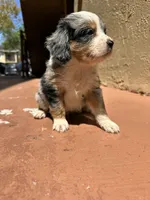 Ashi, a male Australian Shepherd and Cocker Spaniel for sale in Cutler Bay, FL – Photo 3 of 8