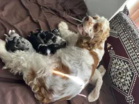 Ashi, a male Australian Shepherd and Cocker Spaniel for sale in Cutler Bay, FL – Photo 8 of 8