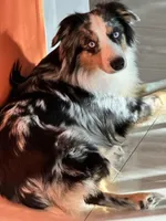 Maka, a female Australian Shepherd and Cocker Spaniel for sale in Cutler Bay, FL – Photo 6 of 7