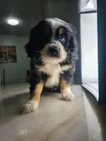 Maka, a female Australian Shepherd and Cocker Spaniel for sale in Cutler Bay, FL – Photo 5 of 7