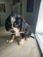 Maka, a female Australian Shepherd and Cocker Spaniel for sale in Cutler Bay, FL – Photo 4 of 7