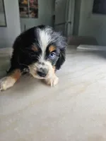 Maka, a female Australian Shepherd and Cocker Spaniel for sale in Cutler Bay, FL – Photo 2 of 7