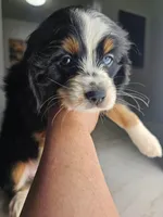 Maka, a female Australian Shepherd and Cocker Spaniel for sale in Cutler Bay, FL – Photo 3 of 7