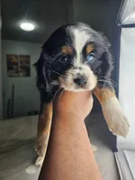 Maka, a female Australian Shepherd and Cocker Spaniel for sale in Cutler Bay, FL – Photo 1 of 7