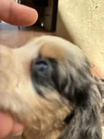 Leno, a male Australian Shepherd and Cocker Spaniel for sale in Cutler Bay, FL – Photo 3 of 7