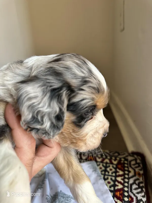 Leno – Australian Shepherd, Cocker Spaniel puppy for sale in Cutler Bay, FL