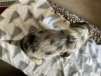 Leno, a male Australian Shepherd and Cocker Spaniel for sale in Cutler Bay, FL – Photo 2 of 7