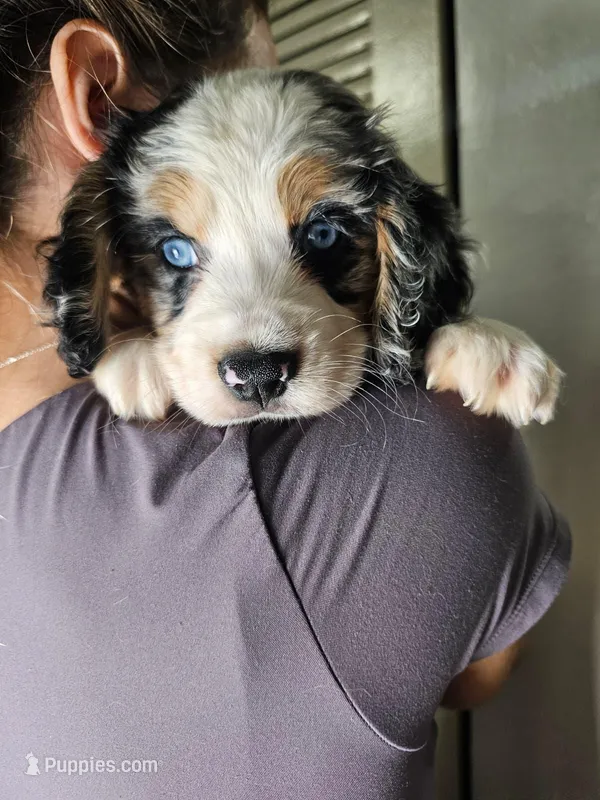 Leno – Australian Shepherd, Cocker Spaniel puppy for sale in Cutler Bay, FL