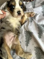 Leno, a male Australian Shepherd and Cocker Spaniel for sale in Cutler Bay, FL – Photo 5 of 7