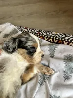 Leno, a male Australian Shepherd and Cocker Spaniel for sale in Cutler Bay, FL – Photo 4 of 7