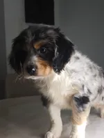 Keli, a male Australian Shepherd and Cocker Spaniel for sale in Cutler Bay, FL – Photo 5 of 8