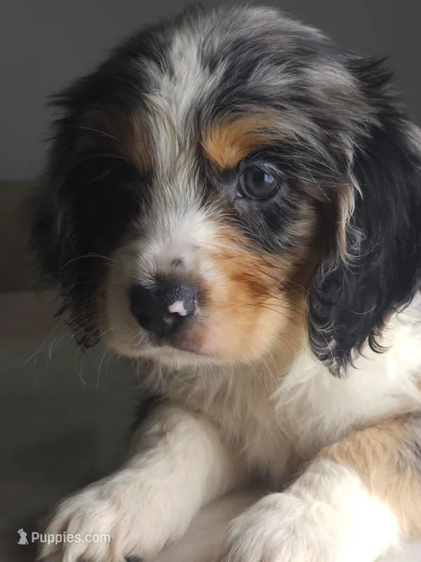 Keli – Australian Shepherd, Cocker Spaniel puppy for sale in Cutler Bay, FL