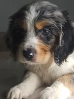 Keli, a male Australian Shepherd and Cocker Spaniel for sale in Cutler Bay, FL – Photo 3 of 8