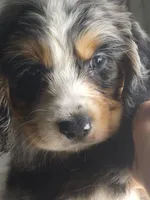 Keli, a male Australian Shepherd and Cocker Spaniel for sale in Cutler Bay, FL – Photo 4 of 8