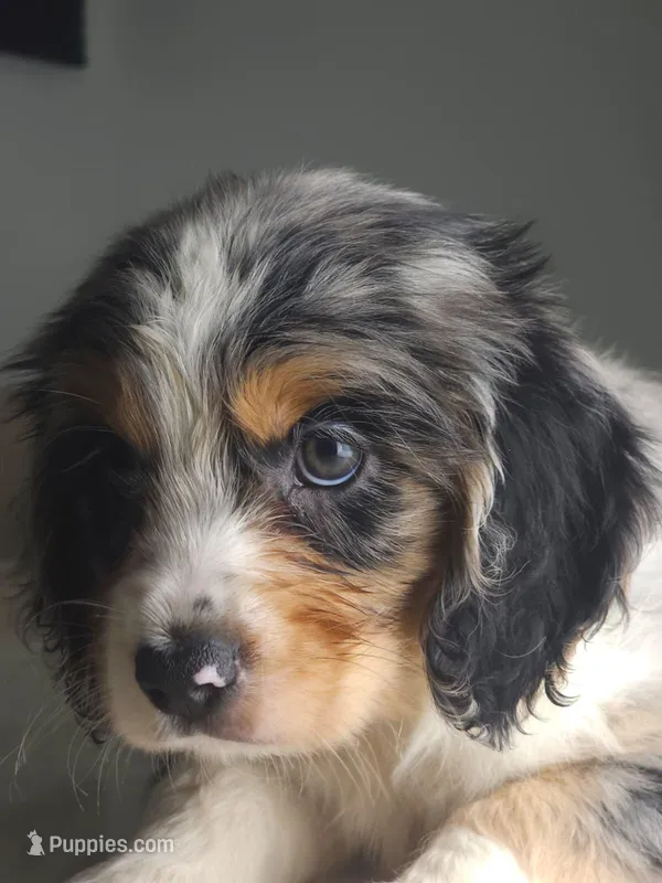 Keli – Australian Shepherd, Cocker Spaniel puppy for sale in Cutler Bay, FL
