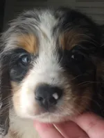 Keli, a male Australian Shepherd and Cocker Spaniel for sale in Cutler Bay, FL – Photo 2 of 8