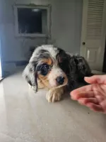 Keli, a male Australian Shepherd and Cocker Spaniel for sale in Cutler Bay, FL – Photo 6 of 8