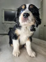 Willow, a male Australian Shepherd and Cocker Spaniel for sale in Cutler Bay, FL – Photo 8 of 10