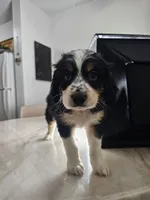 Willow, a male Australian Shepherd and Cocker Spaniel for sale in Cutler Bay, FL – Photo 2 of 10