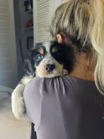 Willow, a male Australian Shepherd and Cocker Spaniel for sale in Cutler Bay, FL – Photo 4 of 10