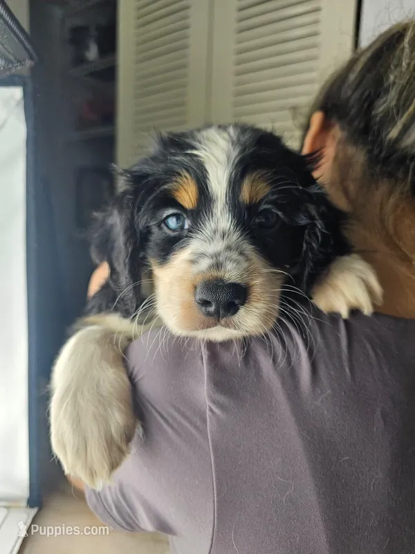 Willow – Australian Shepherd, Cocker Spaniel puppy for sale in Cutler Bay, FL