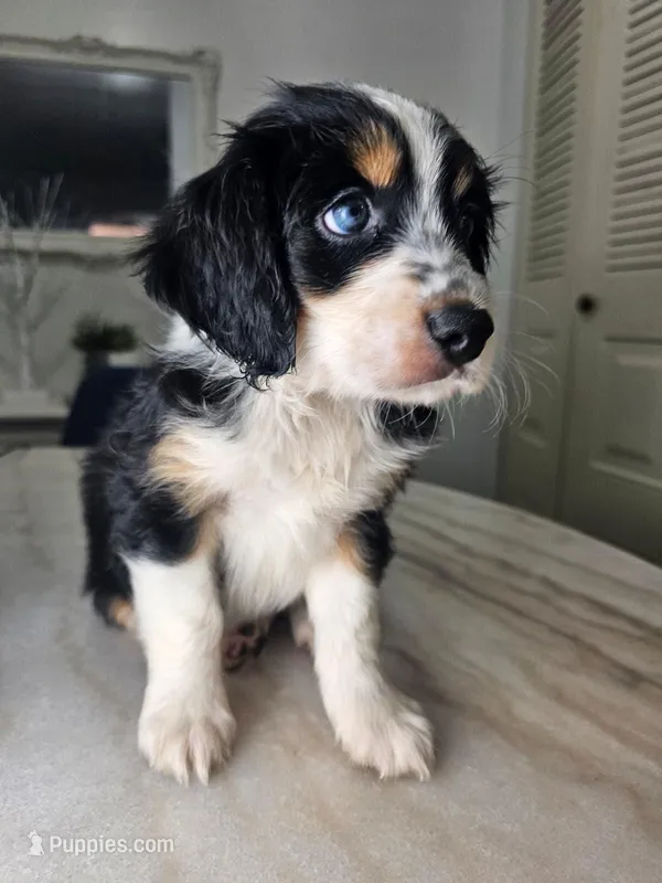Willow – Australian Shepherd, Cocker Spaniel puppy for sale in Cutler Bay, FL