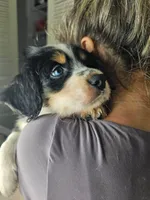 Willow, a male Australian Shepherd and Cocker Spaniel for sale in Cutler Bay, FL – Photo 5 of 10