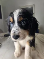 Willow, a male Australian Shepherd and Cocker Spaniel for sale in Cutler Bay, FL – Photo 7 of 10