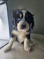 Willow, a male Australian Shepherd and Cocker Spaniel for sale in Cutler Bay, FL – Photo 6 of 10