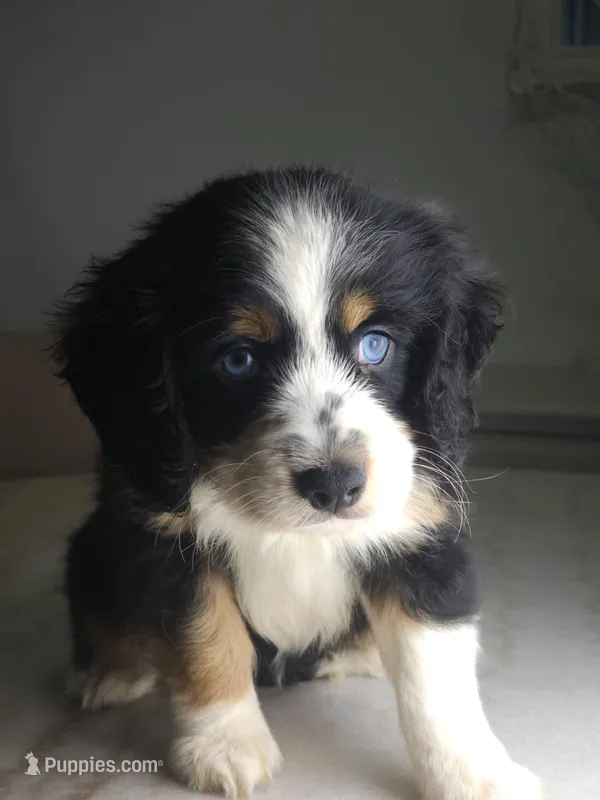 kleo – Australian Shepherd, Cocker Spaniel puppy for sale in Cutler Bay, FL
