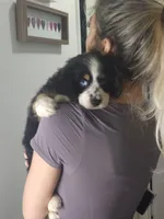 kleo, a male Australian Shepherd and Cocker Spaniel for sale in Cutler Bay, FL – Photo 6 of 8