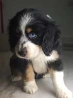 kleo, a male Australian Shepherd and Cocker Spaniel for sale in Cutler Bay, FL – Photo 3 of 8