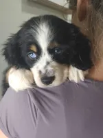 kleo, a male Australian Shepherd and Cocker Spaniel for sale in Cutler Bay, FL – Photo 5 of 8