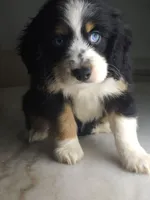 kleo, a male Australian Shepherd and Cocker Spaniel for sale in Cutler Bay, FL – Photo 4 of 8