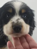 kleo, a male Australian Shepherd and Cocker Spaniel for sale in Cutler Bay, FL – Photo 2 of 8