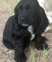 Bella, a female English Cocker Spaniel for sale in Peoria, AZ – 3 of 4
