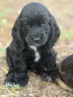Bella, a female English Cocker Spaniel for sale in Peoria, AZ – 2 of 4