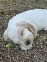 Penny, a female English Cocker Spaniel for sale in Peoria, AZ – 4 of 4
