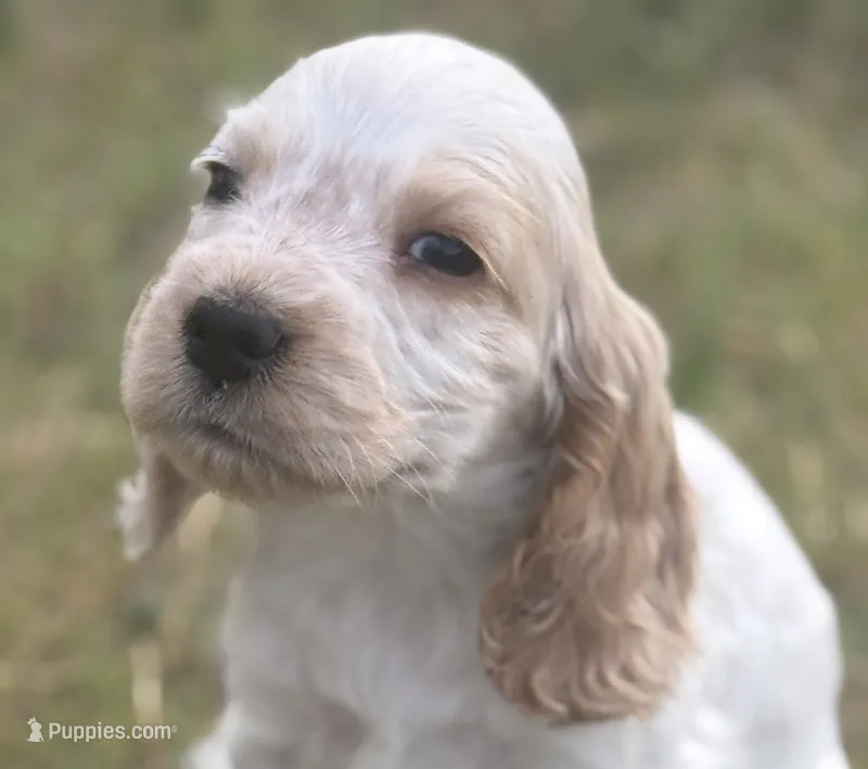 Penny – English Cocker Spaniel puppy for sale in Peoria, AZ