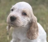 Penny, a female English Cocker Spaniel for sale in Peoria, AZ – 1 of 4