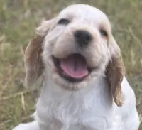 Penny, a female English Cocker Spaniel for sale in Peoria, AZ – 2 of 4
