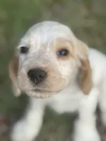 Penny, a female English Cocker Spaniel for sale in Peoria, AZ – 3 of 4