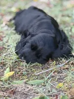 Bella, a female English Cocker Spaniel for sale in Peoria, AZ – 4 of 4