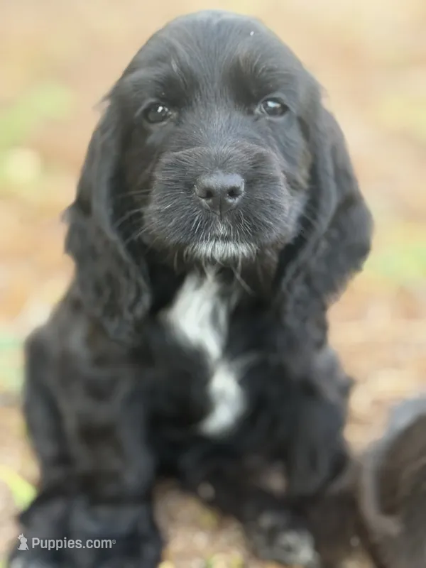 Bella – English Cocker Spaniel puppy for sale in Peoria, AZ