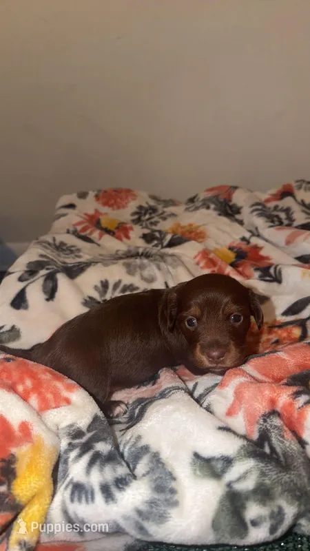 Teddy – Miniature Dachshund puppy for sale in Elora, TN