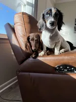 Teddy, a male Miniature Dachshund for sale in Elora, TN – Photo 3 of 3