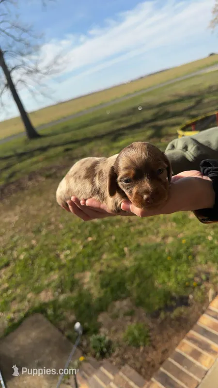 Speck  – Miniature Dachshund puppy for sale in Elora, TN