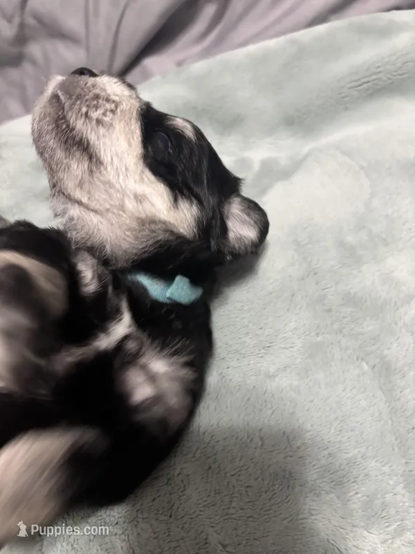 Winston – Miniature Schnauzer puppy for sale in Weatherford, TX