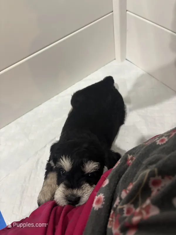 Daisy – Miniature Schnauzer puppy for sale in Weatherford, TX