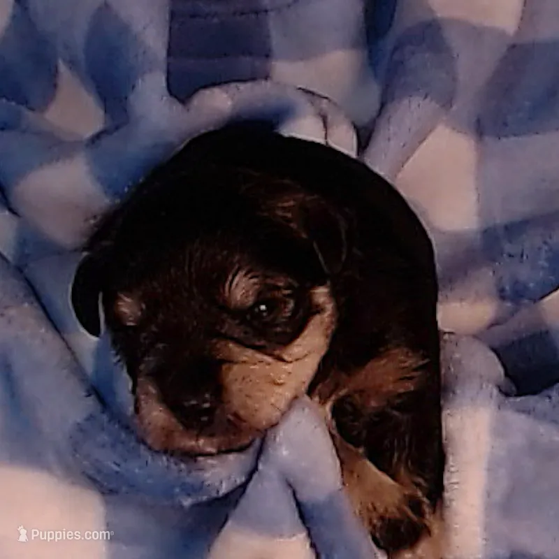 Sterling – Miniature Schnauzer puppy for sale in Weatherford, TX